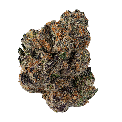 Purple Plague Flower